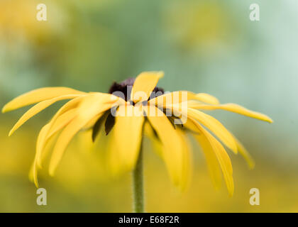 Rudbeckia fulgida var. sullivantii Goldsturm coneflower golden yellow daisy with deep brown middle Stock Photo