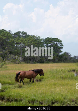 Wild Horses, Assateague Island National Seashore Stock Photo