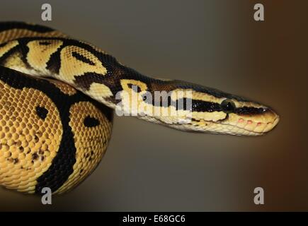 A Ball Python (Python regius) is shown, showcasing its golden and pastel color variations. This species is known for its docile temperament and distinctive pattern, making it a popular pet among reptile enthusiasts. Stock Photo