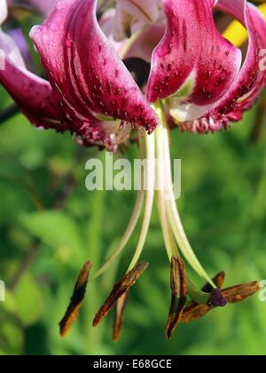 turk's cap lily lilium martagon turk's cap lily lily Stock Photo