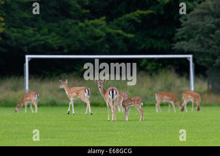 Fallow deer (Dama dama) herd of does and fawns grazing grass from football field in summer Stock Photo
