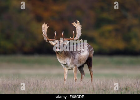 Fallow deer (Dama dama) buck bellowing during the rut in autumn in grassland Stock Photo
