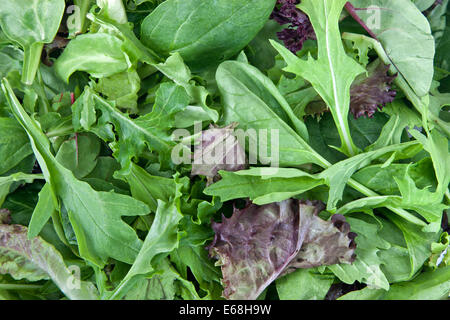 Organic 'baby lettuce' 'spring' salad mix. Stock Photo