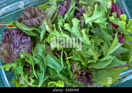 Organic 'baby lettuce' spring salad mix. Stock Photo