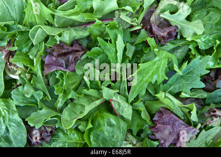 Organic 'baby lettuce' spring mix. Stock Photo