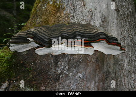 Red Banded Fungus growing on a tree Stock Photo