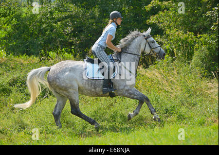 Rider on back of a 'Selle Français' horse (French warmblood horse) riding out in summer Stock Photo