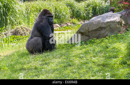 Big black gorilla sitting on the grass Stock Photo