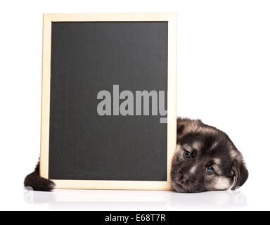 Puppy with blackboard Stock Photo