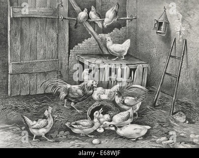 The Poultry Yard - Chickens and Ducks in a barn, circa 1869 Stock Photo