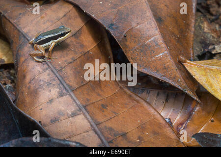 Rainforest rocket frog (Silverstoneia flotator), a species of poison-dart frog. Photographed in Costa Rica. Stock Photo