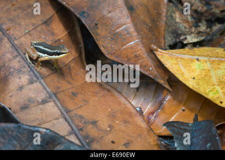 Rainforest rocket frog (Silverstoneia flotator), a species of poison-dart frog. Photographed in Costa Rica. Stock Photo