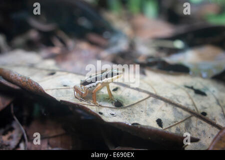 Rainforest rocket frog (Silverstoneia flotator), a species of poison-dart frog. Photographed in Costa Rica. Stock Photo