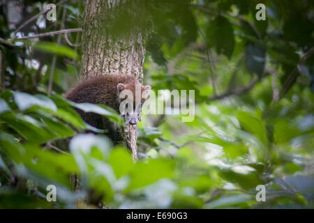 A young white-nosed coatimundi (also known as coati).  Photographed in Costa Rica. Stock Photo