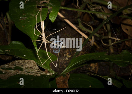 An ogre-faced spider, family Deinopidae.  Photographed in Costa Rica. Stock Photo