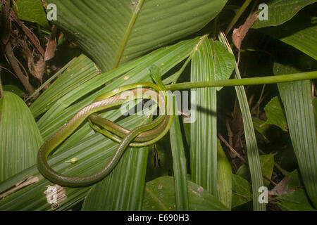 A Cope's parrot snake (Leptophis depressirostris), coiled on a leaf. Stock Photo