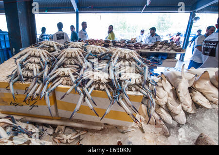 Fisherman with fish crab sharks in Deira fish market souk, Dubai, United Arab Emirates UAE. Stock Photo