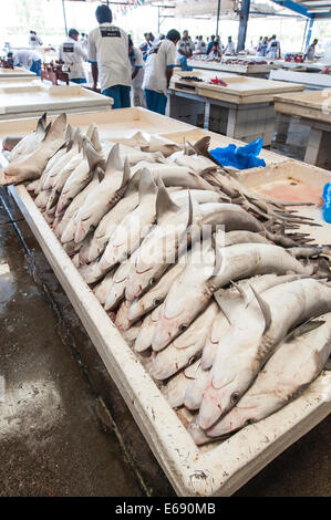 Fisherman with fish sharks in Deira fish market souk, Dubai, United Arab Emirates UAE. Stock Photo