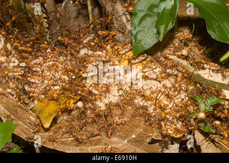 A procession of army ants carrying their larvae. Photographed in Costa Rica. Stock Photo