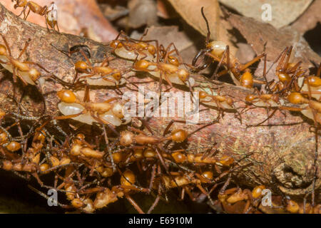 A procession of army ants carrying their larvae. Photographed in Costa Rica. Stock Photo