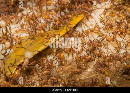 A procession of army ants carrying their larvae. Photographed in Costa Rica. Stock Photo