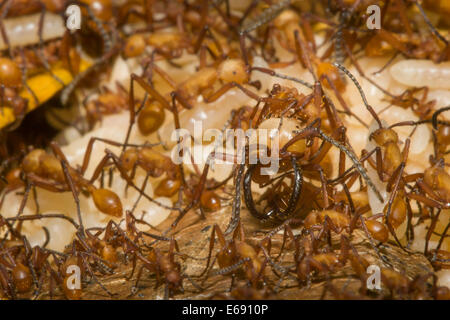 A procession of army ants carrying their larvae; a soldier is in the foreground. Photographed in Costa Rica. Stock Photo