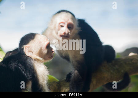 White-headed capuchin monkeys, Cebus capucinus.  Photographed in Costa Rica. Stock Photo