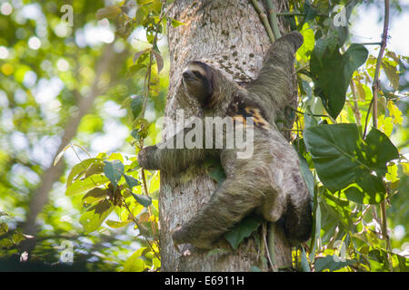 3-toed sloth, Bradypus variegatus. Photographed in Cahuita National Park, Costa Rica.