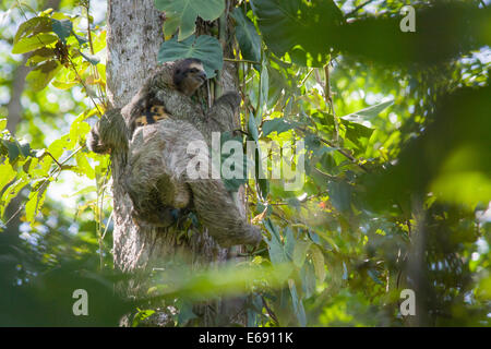 3-toed sloth, Bradypus variegatus. Photographed in Cahuita National Park, Costa Rica.