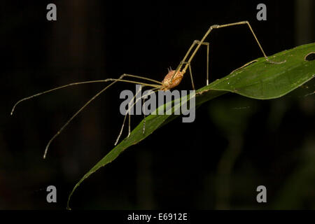 A superbly ornate tropical harvestman (order Opiliones). Photographed in Panama. Stock Photo