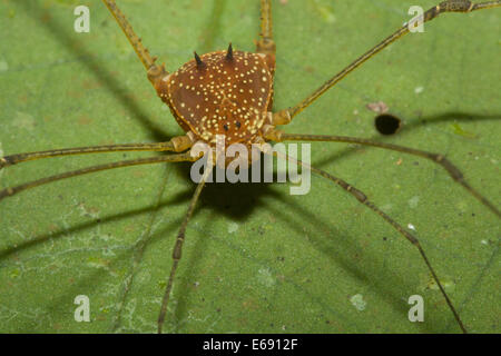 A superbly ornate tropical harvestman (order Opiliones). Stock Photo