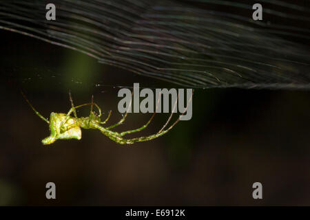 A tropical orb-weaving spider. Photographed in Panama. Stock Photo