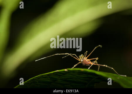 A tropical harvestman (order Opiliones) reared back on its hind legs. Photographed in Panama. Stock Photo