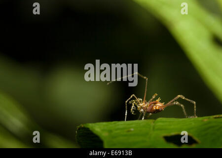 A tropical harvestman (order Opiliones) with spiny pedipalps clearly visible. Photographed in Panama. Stock Photo
