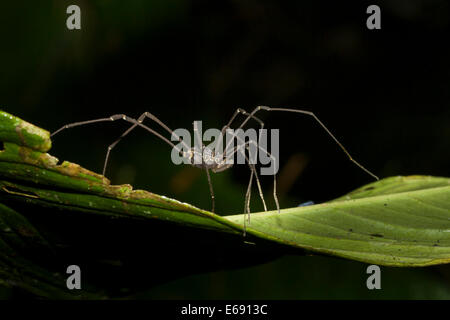 A tropical harvestman (order Opiliones). Photographed in Panama. Stock Photo