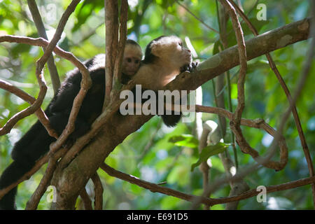 Capuchin monkey (Cebus capucinus) mother with child in the lowland tropical rainforests of Costa Rica. Stock Photo