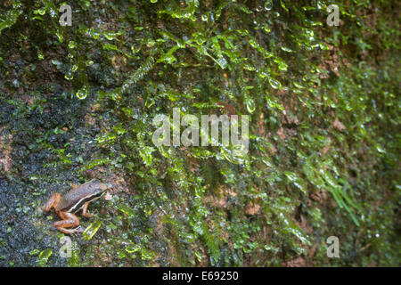 Rainforest rocket frog (Silverstoneia flotator), a species of poison-dart frog. Photographed in Costa Rica. Stock Photo