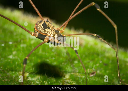 A superbly ornate tropical harvestman (order Opiliones). Photographed in Costa Rica. Stock Photo