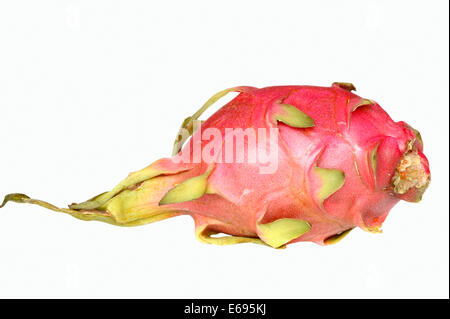Pitahaya or Dragonfruit (Hylocereus undatus), fruit Stock Photo