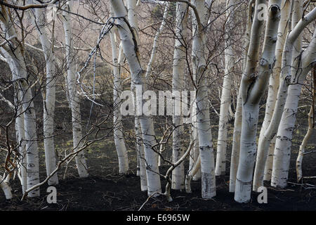 Etna Birches (Betula aetnensis), Parco dell’Etna, Sicily, Italy Stock Photo