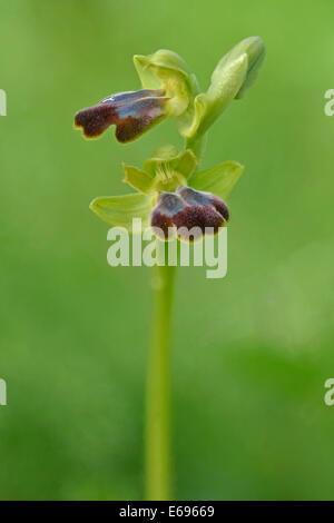 Sombre Bee-orchid or Dark Bee-orchid (Ophrys fusca), Messina district, Sicily, Italy Stock Photo