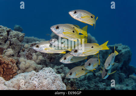 Small shoal of Dory snappers (Lutjanus fulviflamma), Makadi Bay, Red Sea, Hurghada, Egypt Stock Photo