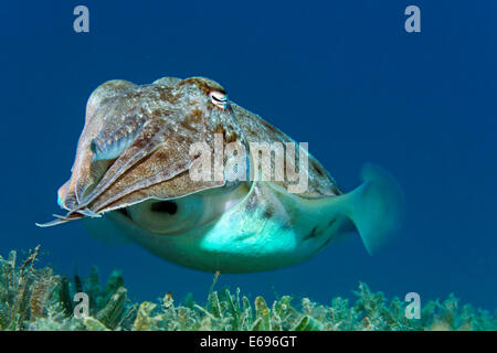 Broadclub cuttlefish (Sepia latimanus), Makadi Bay, Red Sea, Hurghada, Egypt Stock Photo