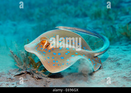 Bluespotted ribbontail ray (Taeniura lymma), Makadi Bay, Red Sea, Hurghada, Egypt Stock Photo