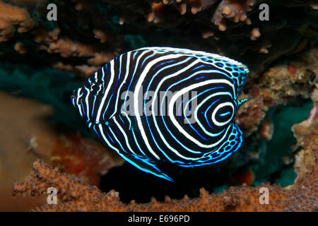 Emperor Angelfish (Pomacanthus imperator), juvenile, Red Sea, Makadi Bay, Hurghada, Egypt Stock Photo