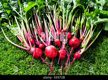 Freshly picked beetroot Stock Photo