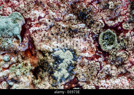 Mould on strawberry jam Stock Photo