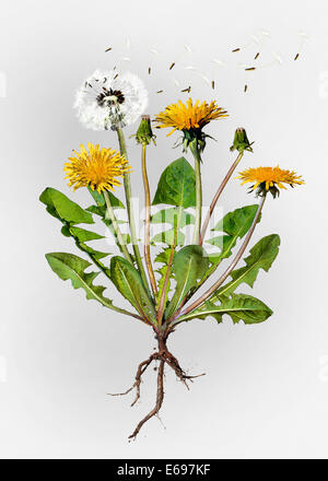 Dandelion (Taraxacum officinale), illustration Stock Photo