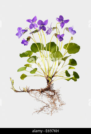 Sweet Violet (Viola odorata), illustration Stock Photo