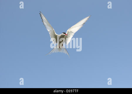 Arctic tern (Sterna paradisaea) flying, blue sky, Norway Stock Photo